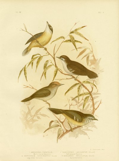 White-Fronted Scrubwren or White-Browed Scrubwren, 1891 by Gracius Broinowski